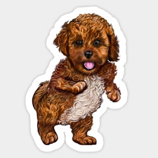 Cavapoochon Cavapoo Cavoodle - cute standing cavalier King Charles spaniel Bichon frise Sticker